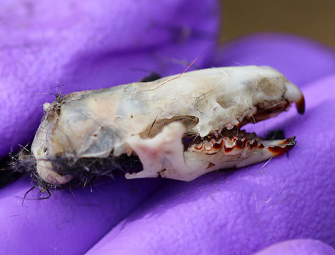 Bone from Great Horned Owl Pellet This was found in a pellet that was at least 8 cm long and had lots of small bones and leg bones, plus 3 skulls. The skulls were about 2-3 cm long. 
Owls eat small rodents, birds, and insects. But, they cannot digest the fur, bones, teeth, feathers, and exoskeletons from their prey. So, these parts are formed into a tight pellet inside the owl, who later spits the pellet out.
Habitat: small woodland meadow
https://www.jungledragon.com/image/57815/bone_from_great_horned_owl_pellet.html Geotagged,Great Horned Owl Pellet,United States,Winter,bones,owl pellet