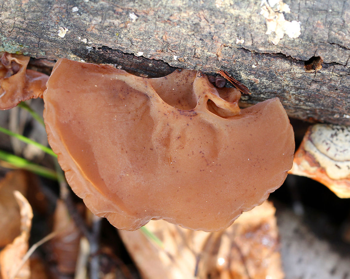 Wood Ear - Auricularia angiospermarum Wavy, brown, ear-shaped fruiting bodies that were 4-8 cm wide. They were very soft and fuzzy.<br />
<br />
Until recently, the North American species of Wood Ear was considered to be Auricularia auricula-judae. However, research has shown that Auricularia auricula-judae is not endemic to North America.<br />
<br />
Habitat: Growing on rotting hardwood in a deciduous forest.<br />
<figure class="photo"><a href="https://www.jungledragon.com/image/71405/wood_ear_-_auricularia_angiospermarum.html" title="Wood Ear - Auricularia angiospermarum"><img src="https://s3.amazonaws.com/media.jungledragon.com/images/3232/71405_thumb.jpg?AWSAccessKeyId=05GMT0V3GWVNE7GGM1R2&Expires=1759968010&Signature=uG8tzowtAIWAh6yL70bmDSS83bU%3D" width="200" height="146" alt="Wood Ear - Auricularia angiospermarum Wavy, brown, ear-shaped fruiting bodies that were 4-8 cm wide. They were very soft and fuzzy.<br />
<br />
Until recently, the North American species of Wood Ear was considered to be Auricularia auricula-judae. However, research has shown that Auricularia auricula-judae is not endemic to North America.<br />
<br />
Habitat: Growing on rotting hardwood in a deciduous forest.<br />
https://www.jungledragon.com/image/71404/wood_ear_-_auricularia_angiospermarum.html Auricularia angiospermarum,Fall,Geotagged,United States,mushroom,wood ear" /></a></figure> Auricularia angiospermarum,Fall,Geotagged,United States,mushroom,wood ear