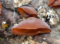 Wood Ear - Auricularia angiospermarum Wavy, brown, ear-shaped fruiting bodies that were 4-8 cm wide. They were very soft and fuzzy.<br />
<br />
Until recently, the North American species of Wood Ear was considered to be Auricularia auricula-judae. However, research has shown that Auricularia auricula-judae is not endemic to North America.<br />
<br />
Habitat: Growing on rotting hardwood in a deciduous forest.<br />
https://www.jungledragon.com/image/71404/wood_ear_-_auricularia_angiospermarum.html Auricularia angiospermarum,Fall,Geotagged,United States,mushroom,wood ear