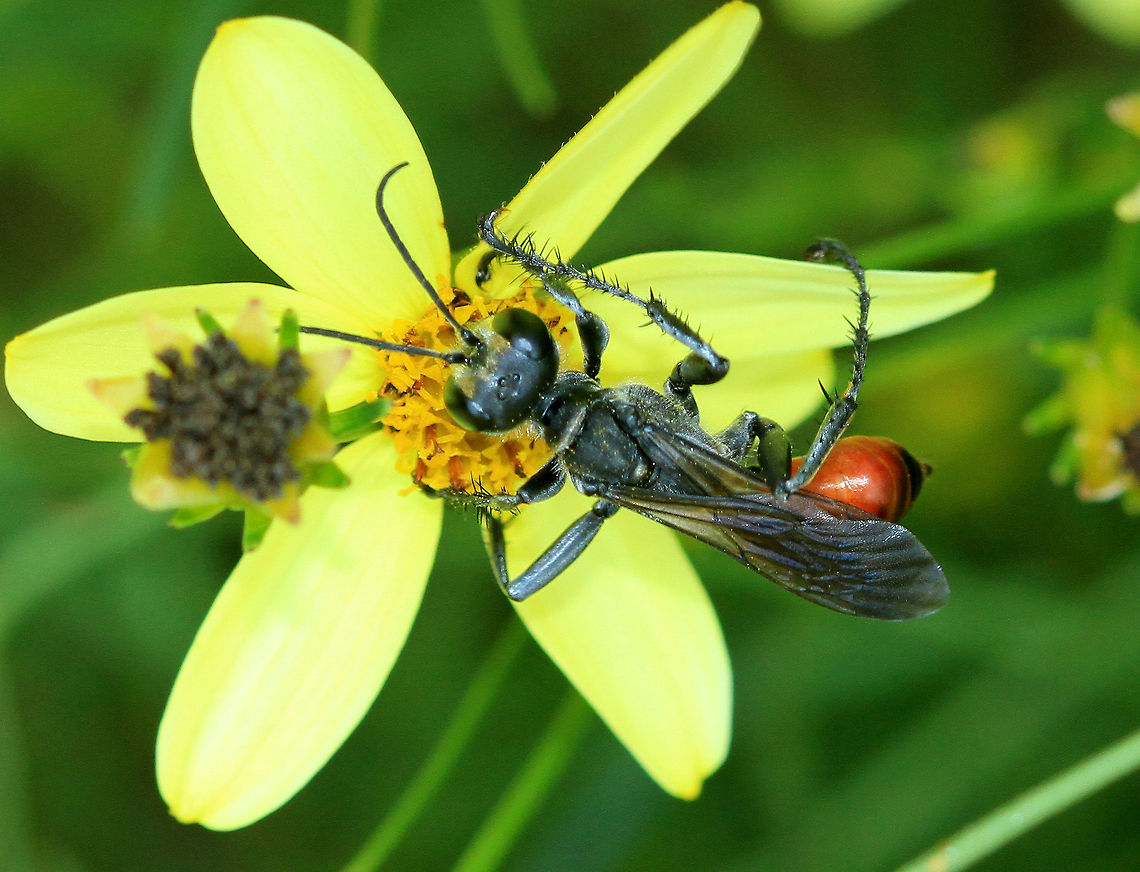 Thread-waisted Wasp - Prionyx parkeri Habitat: Rural yard Geotagged,Prionyx parkeri,Summer,United States,wasp