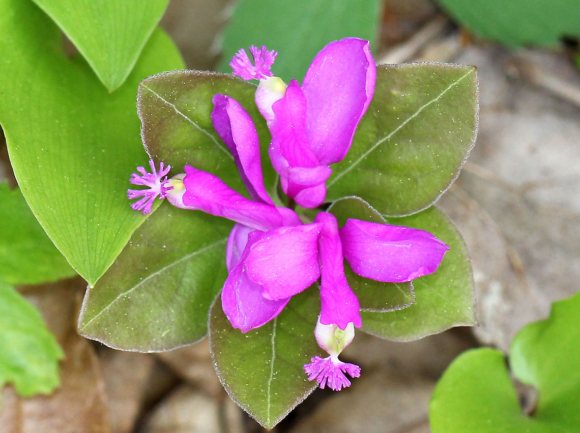 Fringed Polygala - Polygala paucifolia Fringed polygala is a beautiful, orchid-like wildflower that emerges from creeping, partly underground stems. The flower has 3 pink petals, which form a tube with a finely fringed pink crest.<br />
<br />
Habitat: Deciduous forest Fringed polygala,Geotagged,Polygala paucifolia,Spring,United States