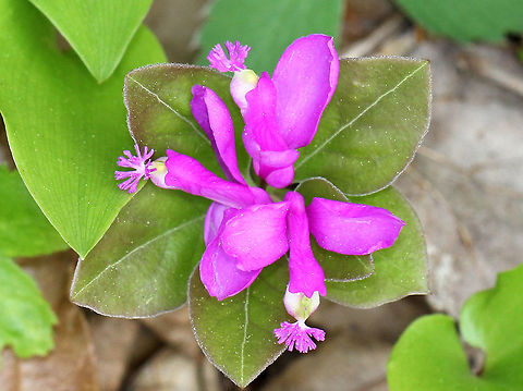 Fringed Polygala - Polygala paucifolia Fringed polygala is a beautiful, orchid-like wildflower that emerges from creeping, partly underground stems. The flower has 3 pink petals, which form a tube with a finely fringed pink crest.

Habitat: Deciduous forest Fringed polygala,Geotagged,Polygala paucifolia,Spring,United States