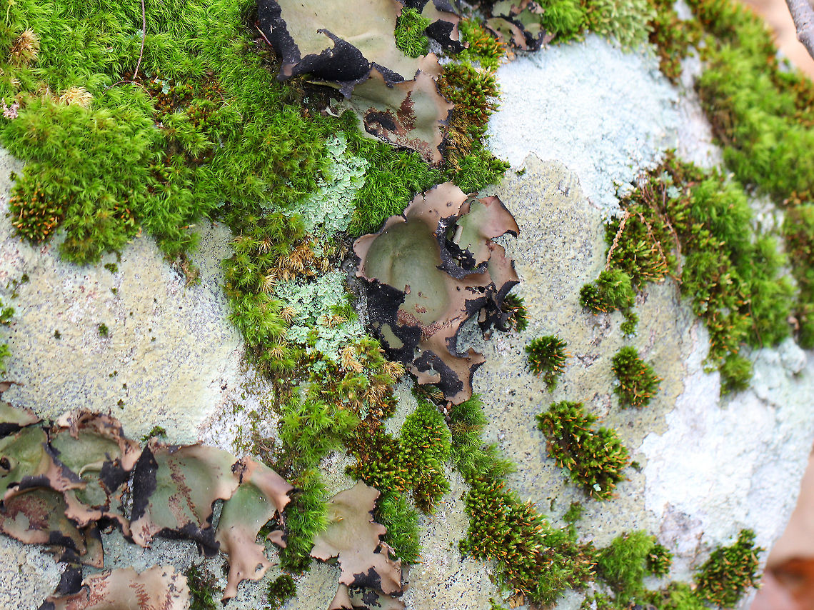 Smooth Rock Tripe - Umbilicaria mammulata Large foliose lichen that are greenish brown on top and black underneath. They ranged in size from 5-10 cm. When weather conditions are dry, this lichen turns brown as you can see in this shot. When wet, it turns green. The brown zigzags on these lichen are damage done by slugs.<br />
<br />
Habitat: Mixed forest Fall,Geotagged,Smooth Rock Tripe,Umbilicaria mammulata,United States