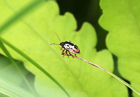 Anchor Stink Bug - Stiretrus anchorago The markings and color of this species are highly variable, but are distinguishable from other predatory pentatomids by the large U-shaped scutellum, which almost reaches to the tip of the abdomen.

These stink bugs feed on the larvae of insects, such as beetles, butterflies, and moths. Anchor stink bug,Geotagged,Stiretrus anchorago,Summer,United States,bug