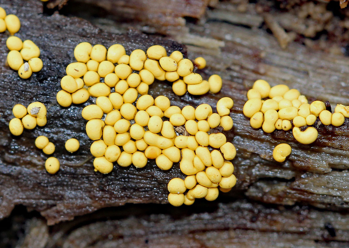 Trichiaceae Slime Mold- Family Trichiaceae Growing on rotting wood in a deciduous forest. Fall,Geotagged,Trichiaceae,United States,slime mold