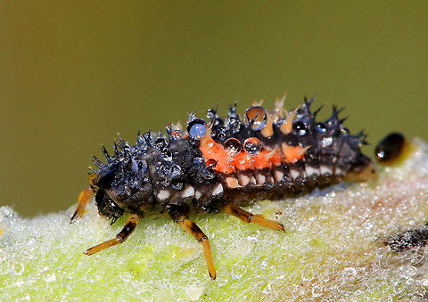 Multicolored Asian Lady Beetle Larva - Harmonia axyridis Ladybird beetle larva, covered in dew. It was gray/black with rows of orange markings and double-branched spines. The size of the larva is actually larger than the size it will be as an adult.

Habitat: On a milkweed plant that was covered in oleander aphids (Aphis nerii). It was the perfect location for this larva to have a serious feast.
https://www.jungledragon.com/image/71412/multicolored_asian_lady_beetle_larva_-_harmonia_axyridis.html Fall,Geotagged,Harlequin Ladybird,Harmonia axyridis,United States,larva
