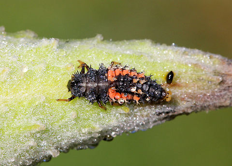 Multicolored Asian Lady Beetle Larva - Harmonia axyridis Ladybird beetle larva, covered in dew. It was gray/black with rows of orange markings and double-branched spines. The size of the larva is actually larger than the size it will be as an adult.

Habitat: On a milkweed plant that was covered in oleander aphids (Aphis nerii). It was the perfect location for this larva to have a serious feast.
https://www.jungledragon.com/image/71411/multicolored_asian_lady_beetle_larva_-_harmonia_axyridis.html Fall,Geotagged,Harlequin Ladybird,Harmonia axyridis,United States