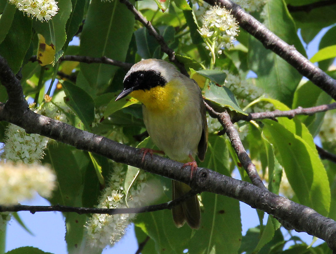 Common Yellowthroat - Geothlypis trichas Small warbler (male) with a bright yellow throat, a black face mask, and olive back, wings, and tail. A thin white line separates the black mask from the head and neck.<br />
<br />
Habitat: Spotted in a tree along the shore at Ninigret National Wildlife Refuge<br />
<figure class="photo"><a href="https://www.jungledragon.com/image/71414/common_yellowthroat_-_geothlypis_trichas.html" title="Common Yellowthroat - Geothlypis trichas"><img src="https://s3.amazonaws.com/media.jungledragon.com/images/3232/71414_thumb.jpg?AWSAccessKeyId=05GMT0V3GWVNE7GGM1R2&Expires=1759968010&Signature=f1H92u37EUPAPi%2BYERzeq%2FJHPnI%3D" width="200" height="160" alt="Common Yellowthroat - Geothlypis trichas Small warbler (male) with a bright yellow throat, a black face mask, and olive back, wings, and tail. A thin white line separates the black mask from the head and neck.<br />
<br />
Habitat: Spotted in a tree along the shore at Ninigret National Wildlife Refuge<br />
https://www.jungledragon.com/image/71413/common_yellowthroat_-_geothlypis_trichas.html Common yellowthroat,Geotagged,Geothlypis trichas,Spring,United States,bird,yellow" /></a></figure> Common yellowthroat,Geotagged,Geothlypis,Geothlypis trichas,Spring,United States,bird,yellow