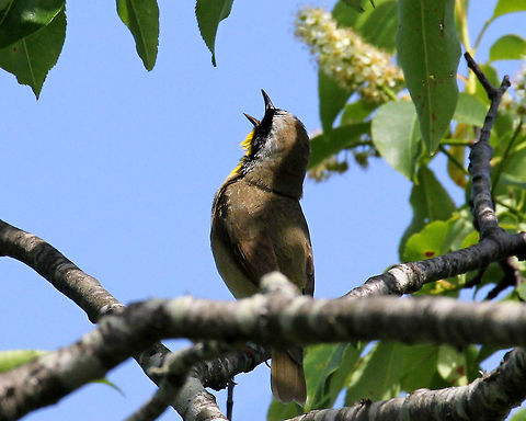 Common Yellowthroat - Geothlypis trichas Small warbler (male) with a bright yellow throat, a black face mask, and olive back, wings, and tail. A thin white line separates the black mask from the head and neck.

Habitat: Spotted in a tree along the shore at Ninigret National Wildlife Refuge
https://www.jungledragon.com/image/71413/common_yellowthroat_-_geothlypis_trichas.html Common yellowthroat,Geotagged,Geothlypis trichas,Spring,United States,bird,yellow
