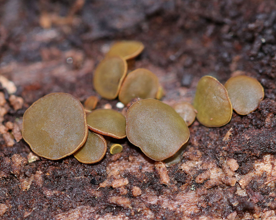 Chlorencoelia Cup Fungus - Chlorencoelia sp. This fungus varied in appearance - some were cup-shaped (younger fruiting bodies), while others were flat and disc-shaped (older fruiting bodies). Color varied and included yellow, orange, green, and brown. The undersurface was fuzzy and cinnamon-brown. Sizes ranged from 0.5-4 mm wide.<br />
<figure class="photo"><a href="https://www.jungledragon.com/image/56224/chlorencoelia_cup_fungus_-_chlorencoelia_sp.html" title="Chlorencoelia Cup Fungus - Chlorencoelia sp."><img src="https://s3.amazonaws.com/media.jungledragon.com/images/3232/56224_thumb.jpg?AWSAccessKeyId=05GMT0V3GWVNE7GGM1R2&Expires=1759968010&Signature=D3BxZ%2F2Jks1VYzobkBUnWsUEtkg%3D" width="200" height="154" alt="Chlorencoelia Cup Fungus - Chlorencoelia sp. This fungus varied in appearance - some were cup-shaped (younger fruiting bodies), while others were flat and disc-shaped (older fruiting bodies). Color varied and included yellow, orange, green, and brown. The undersurface was fuzzy and cinnamon-brown. Sizes ranged from 0.5-4 mm wide. <br />
https://www.jungledragon.com/image/71415/chlorencoelia_cup_fungus_-_chlorencoelia_sp.html Chlorencoelia,Fall,Geotagged,United States" /></a></figure> Chlorencoelia,Chlorencoelia Cup Fungus,Fall,Geotagged,United States,cup fungus