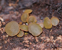 Chlorencoelia Cup Fungus - Chlorencoelia sp. This fungus varied in appearance - some were cup-shaped (younger fruiting bodies), while others were flat and disc-shaped (older fruiting bodies). Color varied and included yellow, orange, green, and brown. The undersurface was fuzzy and cinnamon-brown. Sizes ranged from 0.5-4 mm wide.<br />
https://www.jungledragon.com/image/56224/chlorencoelia_cup_fungus.html Chlorencoelia,Chlorencoelia Cup Fungus,Fall,Geotagged,United States,cup fungus