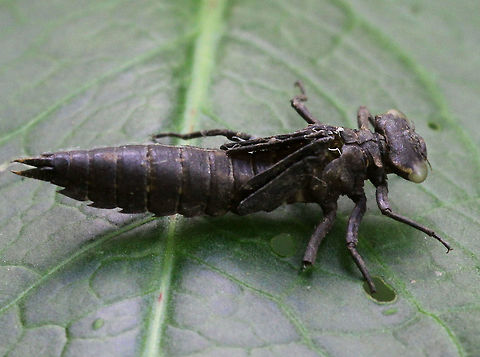Dragonfly Exuvia Habitat: streamside Dragonfly exuvia,Geotagged,Summer,United States,dragonfly,exuvia,exuviae,signs of wildlife