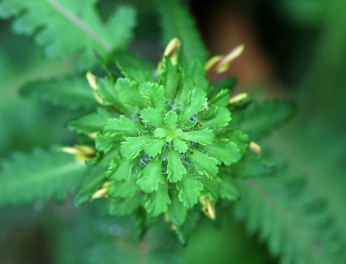 Lousewort - Pedicularis canadensis A hairy plant with a short, dense cluster of terminal 2-lipped flowers that are yellow and red in color. Long, basal leaves that are deeply divided into toothed lobes.<br />
<br />
The genus and common names refer to a superstition that livestock would become infested with lice if they ate this plant.<br />
<br />
Habitat: mixed forest<br />
<figure class="photo"><a href="https://www.jungledragon.com/image/57243/lousewort_-_pedicularis_canadensis.html" title="Lousewort - Pedicularis canadensis"><img src="https://s3.amazonaws.com/media.jungledragon.com/images/3232/57243_thumb.jpg?AWSAccessKeyId=05GMT0V3GWVNE7GGM1R2&Expires=1769040010&Signature=I6orLbfrNAIQf98OpNE2Kp7j9U4%3D" width="106" height="152" alt="Lousewort - Pedicularis canadensis A hairy plant with a short, dense cluster of terminal 2-lipped flowers that are yellow and red in color. Long, basal leaves that are deeply divided into toothed lobes.<br />
<br />
The genus and common names refer to a superstition that livestock would become infested with lice if they ate this plant.<br />
https://www.jungledragon.com/image/71417/lousewort_-_pedicularis_canadensis.html Geotagged,Lousewort,Pedicularis,Pedicularis canadensis,Spring,United States" /></a></figure><br />
 Geotagged,Pedicularis canadensis,Spring,United States