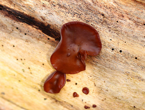 Wood Ear - Auricularia angiospermarum 
Wavy, brown, ear-shaped fruiting bodies that were 4-8 cm wide. They were very soft and fuzzy.

Until recently, the North American species of Wood Ear was considered to be Auricularia auricula-judae. However, research has shown that Auricularia auricula-judae is not endemic to North America.

Habitat: Growing on rotting wood Auricularia angiospermarum,Geotagged,United States,Winter