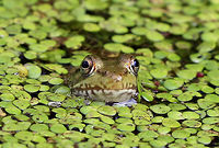 Green Frog - Lithobates clamitans Small to medium-sized green frogs. Green frogs have dorsolateral ridges that run down the sides of their backs, which distinguishes them from bullfrogs, which lack them.<br />
<br />
There were six green frogs hanging out in this tiny pond.<br />
https://www.jungledragon.com/image/71420/green_frog_-_lithobates_clamitans.html<br />
https://www.jungledragon.com/image/57350/happy_green_frog.html Geotagged,Green frog,Lithobates clamitans,Summer,United States,frog