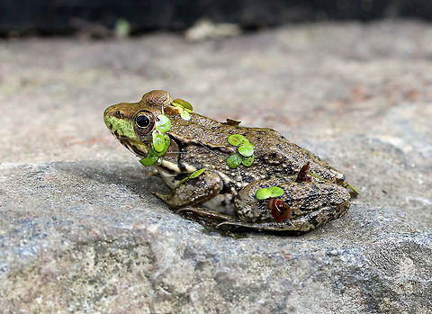 Green Frog - Lithobates clamitans Small to medium-sized green frogs. Green frogs have dorsolateral ridges that run down the sides of their backs, which distinguishes them from bullfrogs, which lack them.

There were six green frogs hanging out in this tiny pond.
https://www.jungledragon.com/image/71419/green_frog_-_lithobates_clamitans.html
https://www.jungledragon.com/image/57350/happy_green_frog.html Geotagged,Green frog,Lithobates clamitans,Summer,United States,frog