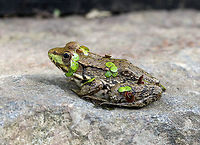 Green Frog - Lithobates clamitans Small to medium-sized green frogs. Green frogs have dorsolateral ridges that run down the sides of their backs, which distinguishes them from bullfrogs, which lack them.<br />
<br />
There were six green frogs hanging out in this tiny pond.<br />
https://www.jungledragon.com/image/71419/green_frog_-_lithobates_clamitans.html<br />
https://www.jungledragon.com/image/57350/happy_green_frog.html Geotagged,Green frog,Lithobates clamitans,Summer,United States,frog