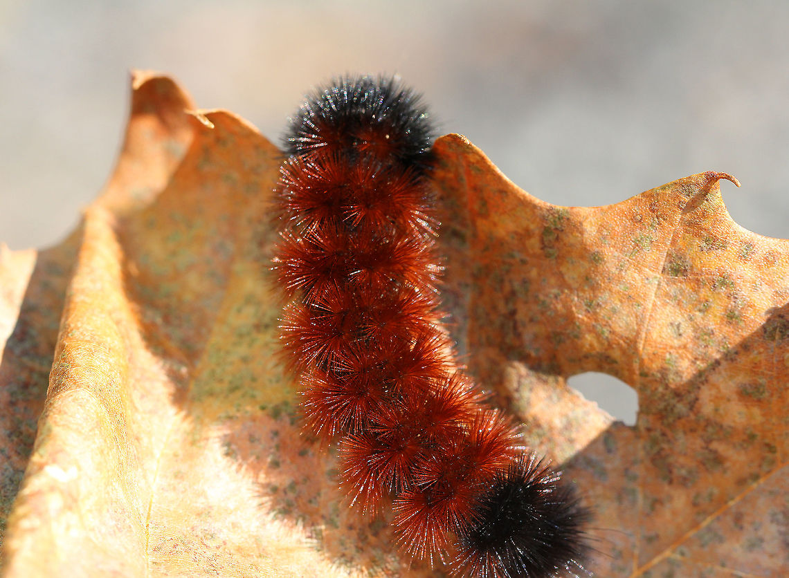 Banded Woolly Bear - Pyrrharctia isabella Fuzzy, reddish brown caterpillar with a black anterior end. Usually, they have black posterior and anterior bands, but the colors change as they molt to successive instars, and they become more reddish brown with age. The woolly bear's setae are not urticating, so they do not usually cause irritation or injury from being handled. However, their setae may cause dermatitis in some susceptible people. <br />
<br />
According to folklore, the length, thickness, and color of a woolly bear's color bands can be used to forecast how severe the winter weather will be. This myth dates back to colonial American folklore and is still widely believed today. However, the truth is that these caterpillars can't predict the weather. In reality, a woolly bear's coloring is based on how long the caterpillar has been feeding and its age. The width of the banding is simply an indicator of that current season's growth. Woolly bears molt six times before pupating, and with each successive molt, their colors change, becoming less black and more reddish brown - this is completely independent of the weather. The last point to address in debunking this myth is the reason for the woolly bear's "coat". The thickness of its setae has nothing to do with predicting severe weather. Rather, their setae helps them to freeze more controllably, and once the caterpillars begin hibernation, their bodies create a kind of natural antifreeze called glycerol. This ability to freeze gradually helps protect them during the cold winter months. So, it would seem that woolly bears have unwittingly gained status as being weather forecasting prophets and there is no scientific evidence to prove that they are actual prognosticators of winter weather.<br />
<br />
Habitat: Spotted in a meadow and throughout a deciduous forest. I spotted 25 woolly bears during a 1.5 hour hike! Banded woolly bear,Fall,Geotagged,Pyrrharctia isabella,United States,caterpillar