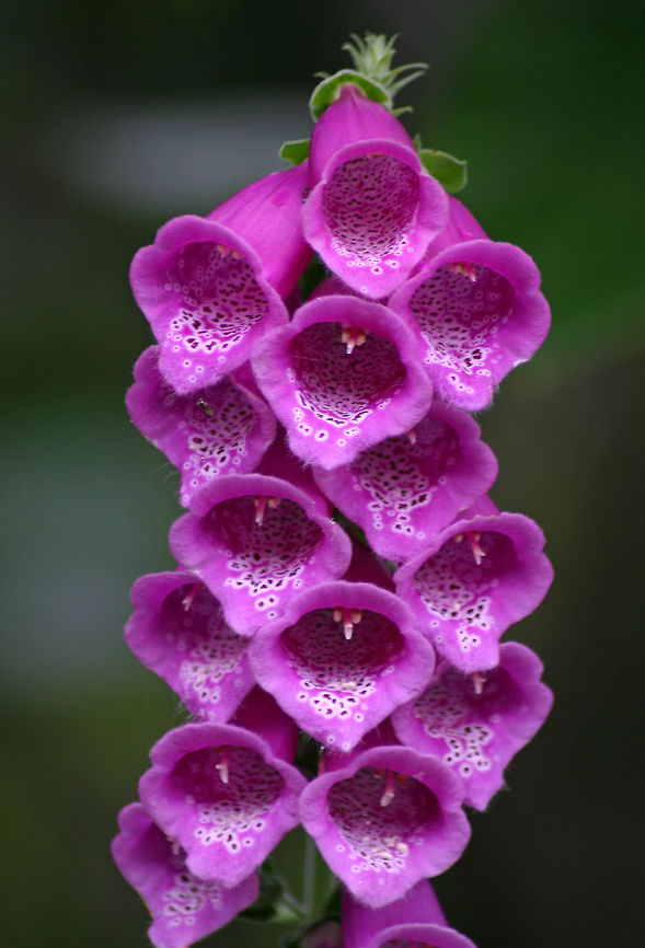 Common Foxglove - Digitalis purpurea he flowering stem develops in the second year, typically 1 to 2 m tall, sometimes longer. The flowers are arranged in a showy, terminal, elongated cluster, and each flower is tubular and pendent. The flowers are typically purple, but some plants, especially those under cultivation, may be pink, rose, yellow, or white. The inside surface of the flower tube is heavily spotted. The flowering period is early summer, sometimes with additional flower stems developing later in the season.<br />
<br />
Habitat: Mount St. Helens, Washington Digitalis purpurea,Geotagged,Purple foxglove,Summer,United States,digitalis