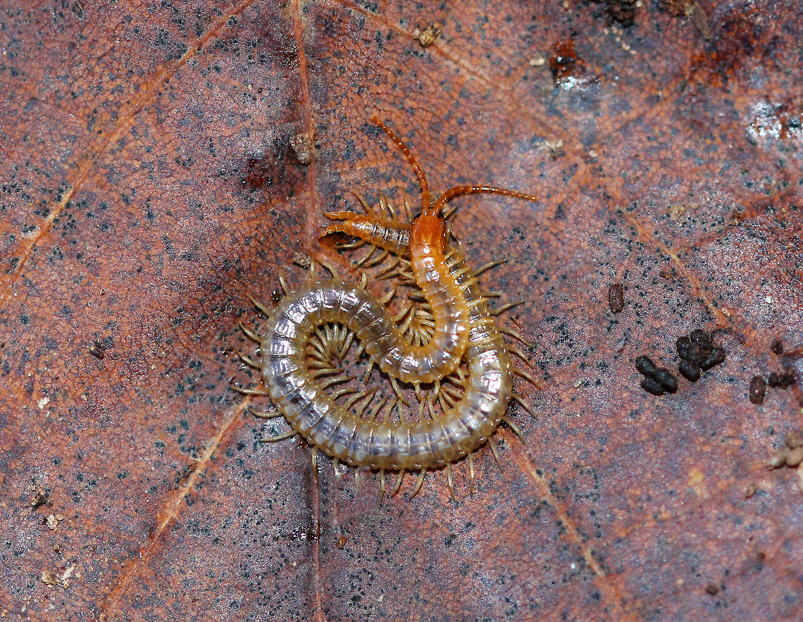 Diamondback Soil Centipede - Geophilus vittatus Centipedes are metameric, which means that their body is divided into segments, which are mostly all identical. Metamerization is an important phenomenon that humans share with centipedes. In humans, metamerization is seen in the repeating spinal discs in our backbones.<br />
<br />
Habitat: Leaf litter in a deciduous forest Diamondback Soil Centipede,Fall,Geophilus,Geophilus vittatus,Geotagged,United States,centipede