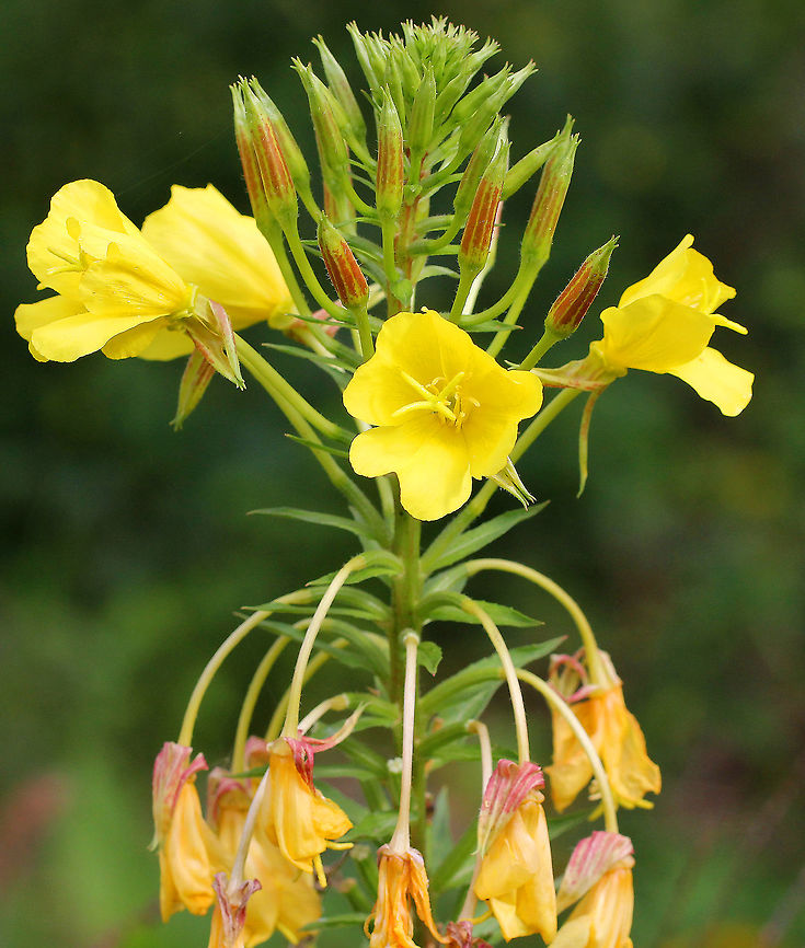 Common Evening-Primrose - Oenothera biennis Lemon-scented, 4-petaled, yellow flowers that are hermaphroditic. The flowers are produced on a many-flowered, tall, terminal spike and only bloom at night, closing by noon the next day. Hence the common name &quot;evening primrose.&quot;<br />
<br />
 Common Evening-Primrose,Evening star,Geotagged,Oenothera,Oenothera biennis,Summer,United States