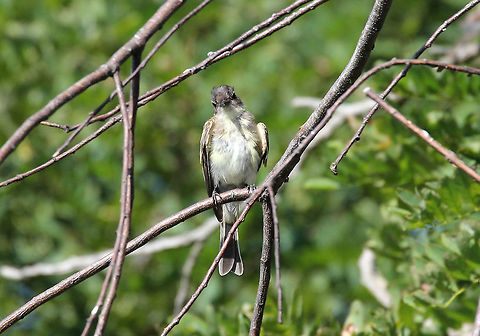 Eastern Phoebe (Juvenile) - Sayornis phoebe 
Habitat: Shenandoah National Park, Virginia
https://www.jungledragon.com/image/71315/bird.html Eastern Phoebe,Geotagged,Sayornis phoebe,Summer,United States,bird