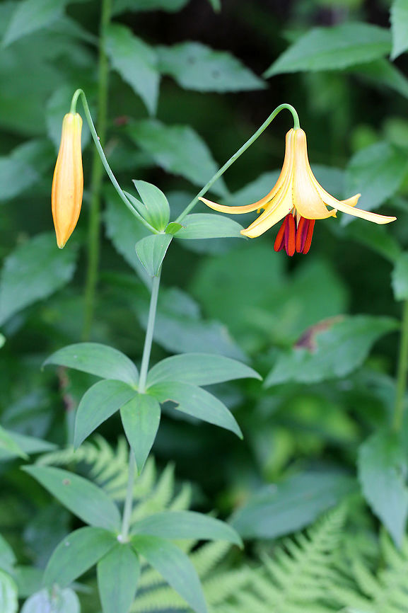 Canada Lily - Lilium canadense <br />
It had orange-brown spots on the recurving petals, and six large orange-purple stamens hanging below the petals. This was the only lily plant growing in the area.<br />
<br />
<figure class="photo"><a href="https://www.jungledragon.com/image/57365/canada_lily_-_lilium_canadense.html" title="Canada Lily - Lilium canadense"><img src="https://s3.amazonaws.com/media.jungledragon.com/images/3232/57365_thumb.jpg?AWSAccessKeyId=05GMT0V3GWVNE7GGM1R2&Expires=1759968010&Signature=uiI%2F%2FcLxvs1yHYPHkUD0fsbpYZU%3D" width="200" height="148" alt="Canada Lily - Lilium canadense  It had orange-brown spots on the recurving petals, and six large orange-purple stamens hanging below the petals. This was the only lily plant growing in the area.<br />
https://www.jungledragon.com/image/71426/canada_lily_-_lilium_canadense.html Canada Lily,Geotagged,Lilium,Lilium canadense,Summer,United States,lily" /></a></figure> Canada lily,Geotagged,Lilium,Lilium canadense,Summer,United States,lily