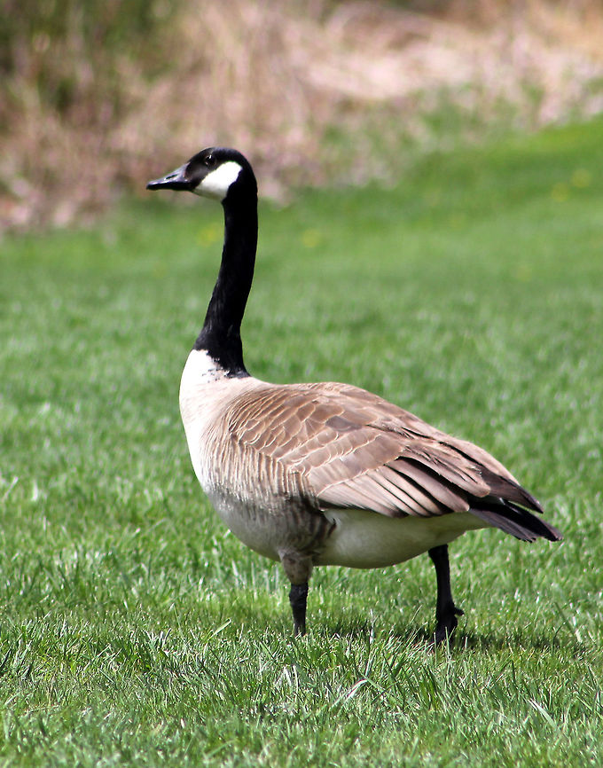 Canada Goose - Branta canadensis One of the only creatures that scare me ;P<br />
<br />
Habitat: Hogging the baseball field and hissing at all who dare to play there. Branta canadensis,Canada goose,Geotagged,Spring,United States,goose