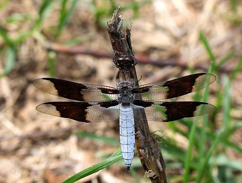 Common Whitetail - Plathemis lydia Mature male Common Whitetail dragonflies have a blue-white abdomen and brown bands on their wings. Common Whitetail,Geotagged,Plathemis,Plathemis lydia,Summer,United States,dragonfly