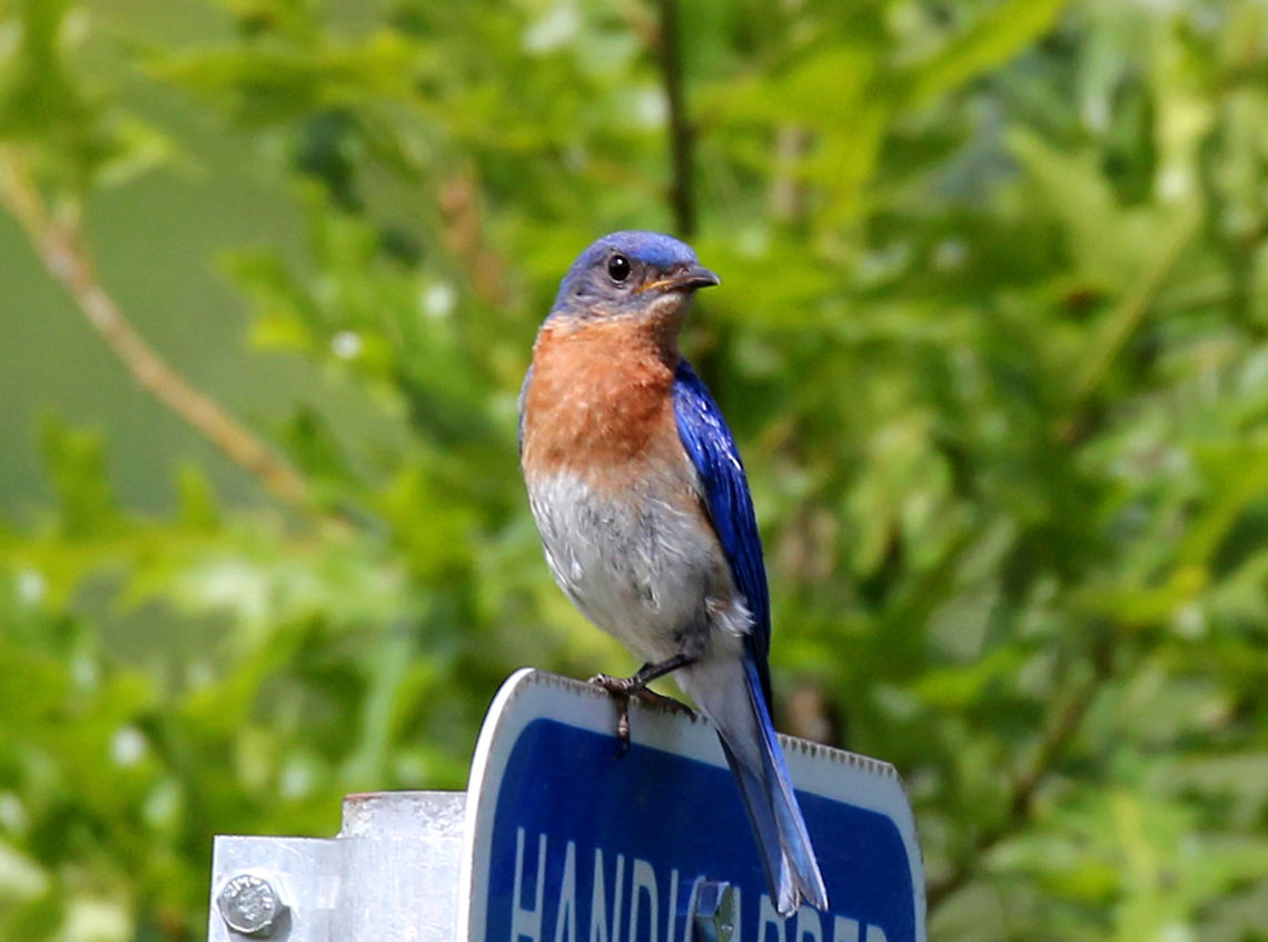 Eastern Bluebird - Sialia sialis Eastern Bluebirds tend to live in open country around trees, but with little understory and sparse ground cover. They’re most common along pastures, agricultural fields, suburban parks, backyards, and even golf courses. This bird also occurs across eastern North America and south as far as Nicaragua. Birds that live farther north and in the west of the range tend to lay more eggs than eastern and southern birds.<br />
<br />
Habitat: This beautiful bird chose to perch on this parking sign. Not the most natural habitat that I would have wished for, but realistic at least.<br />
Eastern Bluebird,Geotagged,Sialia sialis,Summer,United States,bird,bluebird