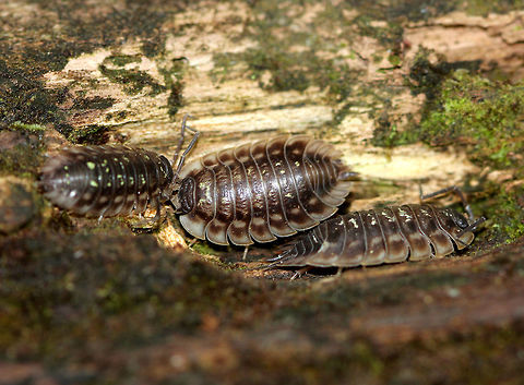 Common Woodlouse - Oniscus asellus Habitat: Under rotting wood Geotagged,Oniscus asellus,Spring,United States,woodlouse