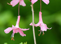 Pinxter Flowers - Rhododendron periclymenoides Deciduous shrub with clusters of terminal, pink, tubular flowers. Flowers were close to 2 inches in size, had a 5-lobed corolla, and 5 long, curved stamens projecting beyond the corolla. Leaves were thin and oblong.<br />
<br />
Habitat: Growing in a deciduous forest next to a pond. A very odd, remote location for this shrub.<br />
https://www.jungledragon.com/image/56340/pinxter_flowers.html Geotagged,Pink azalea,Rhododendron periclymenoides,Spring,United States