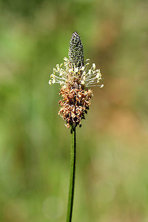 English Plantain - Plantago lanceolata Oblong spike of flowers on the end of a leafless stalk arising from a basal rosette of long, narrow leaves. The small flowers are densely crowded together and face in all directions along the spike. The spike becomes light brown and more cylindrical as the flowers bloom from the bottom to the top. The flowers are wind-pollinated, and are replaced by small seed capsules.

Habitat: Meadow
https://www.jungledragon.com/image/57952/english_plantain.html Geotagged,Plantago lanceolata,Ribwort Plantain,Spring,United States