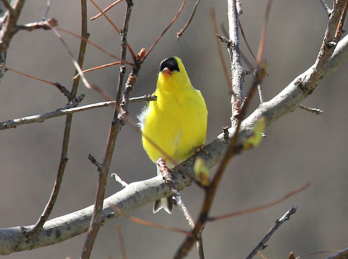 American Goldfinch - Spinus tristis It looks like he&#039;s wearing a mask...<br />
<br />
Habitat: Rural yard<br />
<figure class="photo"><a href="https://www.jungledragon.com/image/57511/american_goldfinch_-_spinus_tristis.html" title="American Goldfinch - Spinus tristis"><img src="https://s3.amazonaws.com/media.jungledragon.com/images/3232/57511_thumb.jpg?AWSAccessKeyId=05GMT0V3GWVNE7GGM1R2&Expires=1763596810&Signature=%2FRURfT7cvXgTVXwALtLGek%2FwP7g%3D" width="122" height="152" alt="American Goldfinch - Spinus tristis Adult males are bright yellow, have a black forehead, black wings with white markings, and white patches both above and beneath the tail. They are particularly vibrant and bright during spring.<br />
https://www.jungledragon.com/image/71433/american_goldfinch_-_spinus_tristis.html American Goldfinch,American goldfinch,Geotagged,Goldfinch,Spinus,Spinus tristis,Spring,United States,bird,finch,yellow bird" /></a></figure> American goldfinch,Geotagged,Spinus tristis,Spring,United States