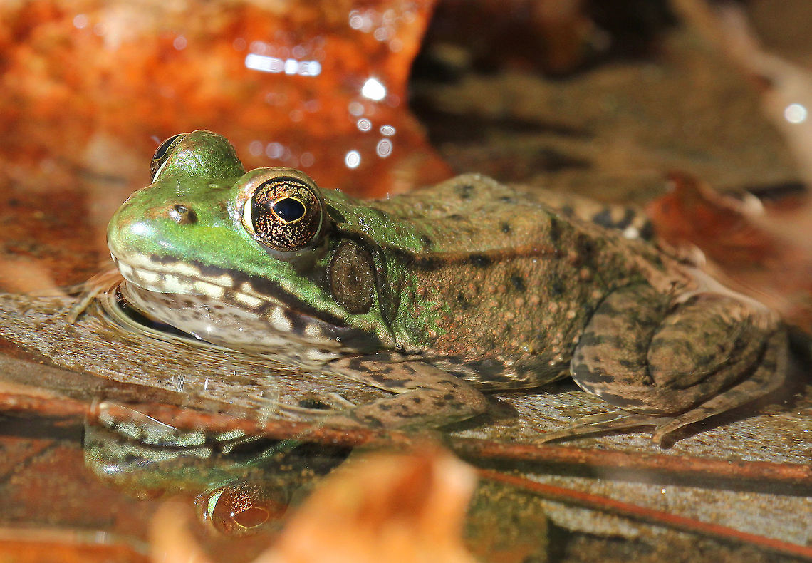 Green Frog - Lithobates clamitans The area that I live in has a VERY healthy population of green frogs! <br />
<br />
Habitat: Small woodland pond Fall,Geotagged,Green frog,Lithobates clamitans,United States,frog