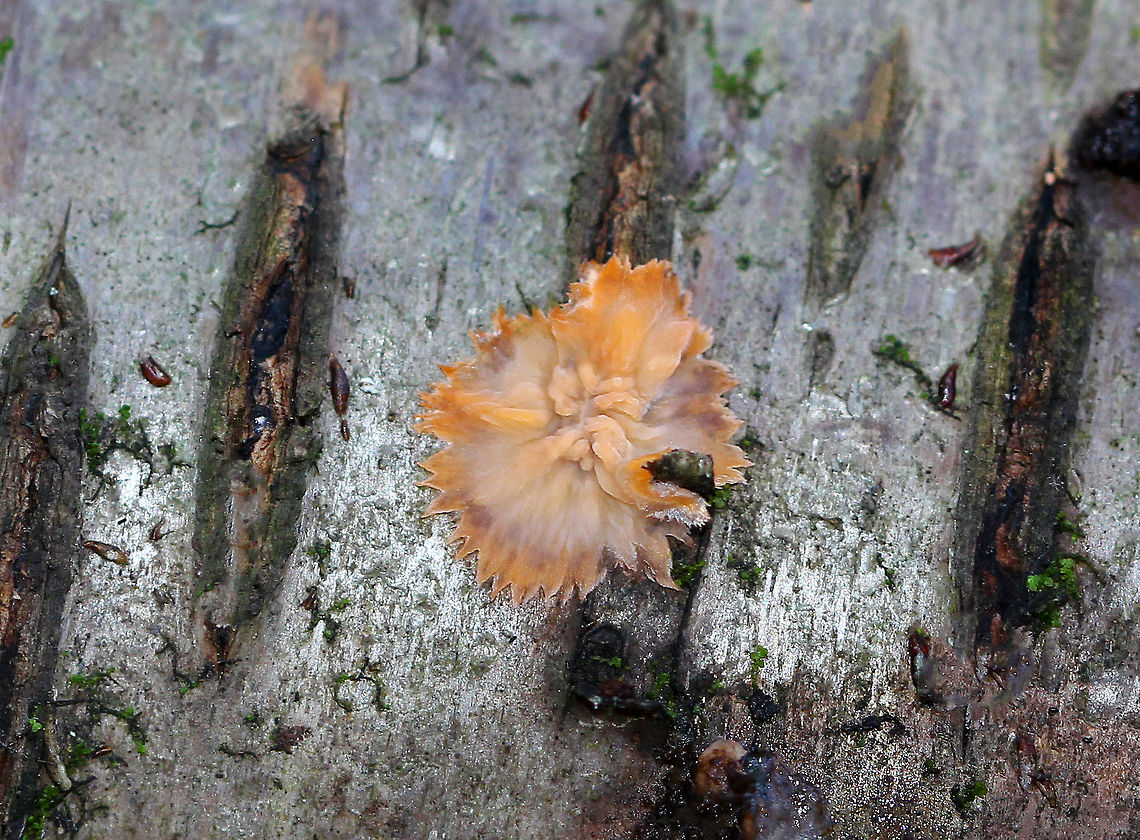 Wrinkled Crust - Phlebia radiata Orange-pink crust fungus with an irregular outline and a wrinkled surface, in which the wrinkles radiate from a more or less central point.<br />
<br />
Habitat: Cut birch logs Fall,Geotagged,Phlebia radiata,United States,Wrinkled crust
