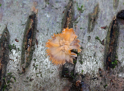 Wrinkled Crust - Phlebia radiata Orange-pink crust fungus with an irregular outline and a wrinkled surface, in which the wrinkles radiate from a more or less central point.

Habitat: Cut birch logs Fall,Geotagged,Phlebia radiata,United States,Wrinkled crust