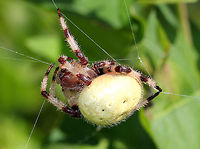 Shamrock Orbweaver - Araneus trifolium I would have missed seeing this spider if it wasn't for the hummingbird that got stuck in its web! I was walking next to a pond when I startled a hummingbird, which then flew into this spider's web and got stuck. The spider was hiding in some leaves, but quickly came down and attempted to subdue the hummingbird. I have no idea if this spider would have been able to eat the hummingbird, but it was obviously willing to try. I was too busy gasping in horror to take a picture of this odd scene, but was very happy that the hummingbird was able to escape. In this picture, you can see the spider trying to repair the damage done to its web by the hummingbird. The spider was about 4cm long, was very hairy, had striped legs, and a large pale yellow abdomen.<br />
https://www.jungledragon.com/image/56846/shamrock_orbweaver.html Araneus trifolium,Geotagged,Shamrock Orbweaver,Summer,United States,spider