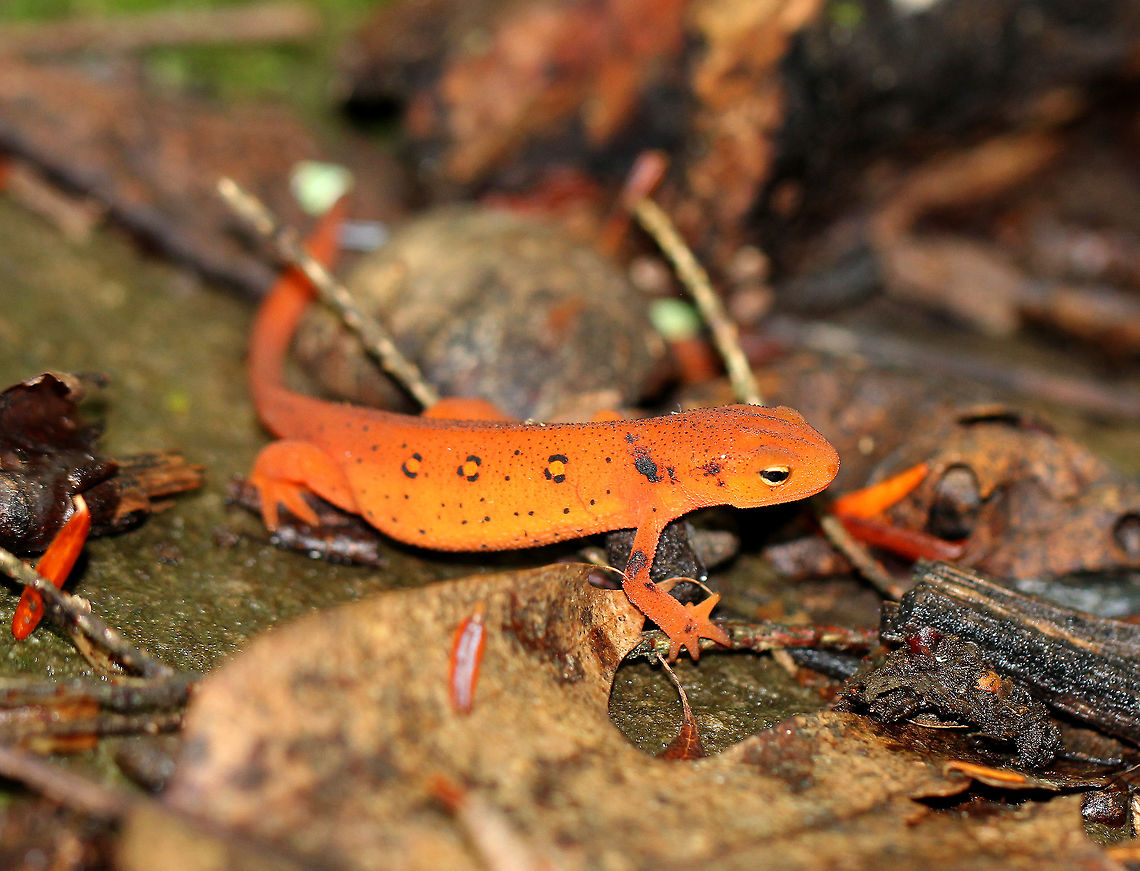 Eastern Newt (Red Eft) - Notophthalmus viridescens The red eft has bright orange aposematic coloring, with darker red spots outlined in black. This stage can last up to 4 years on land, during which time efts may travel far, which ensures outcrossing in the population. Efts eat small insects, snails, and other small arthropods. During winter, they hibernate under logs or rocks.<br />
<br />
Habitat: Deciduous forest Eastern newt,Geotagged,Notophthalmus viridescens,Summer,United States,red eft