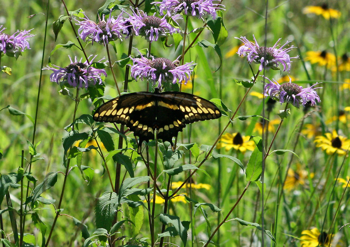 Giant Swallowtail - Papilio cresphontes Giant Swallowtail on Wild Bergamot (Monarda fistulosa). An adult's wingspan is about 100–160 mm. The body and wings are dark brown to black with yellow bands. There is a yellow "eye" in each wing tail. The abdomen has bands of yellow along with the previously mentioned brown.<br />
<br />
Habitat: Large meadow Geotagged,Giant Swallowtail,Papilio cresphontes,Summer,United States,butterfly