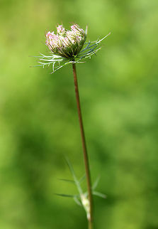 Queen Anne's Lace - Daucus carota Tripinnate leaves that are finely divided and lacy. The small, white flowers are clustered in flat, dense umbels. They may be pink in bud and may have a red flower in the center of the umbel. This tiny red flower is colored by anthocyanin, and it's purpose is to attract insects.
https://www.jungledragon.com/image/57579/queen_annes_lace.html Daucus carota,Geotagged,Summer,United States,Wild carrot