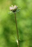 Queen Anne's Lace - Daucus carota Tripinnate leaves that are finely divided and lacy. The small, white flowers are clustered in flat, dense umbels. They may be pink in bud and may have a red flower in the center of the umbel. This tiny red flower is colored by anthocyanin, and it's purpose is to attract insects.<br />
https://www.jungledragon.com/image/57579/queen_annes_lace.html Daucus carota,Geotagged,Summer,United States,Wild carrot
