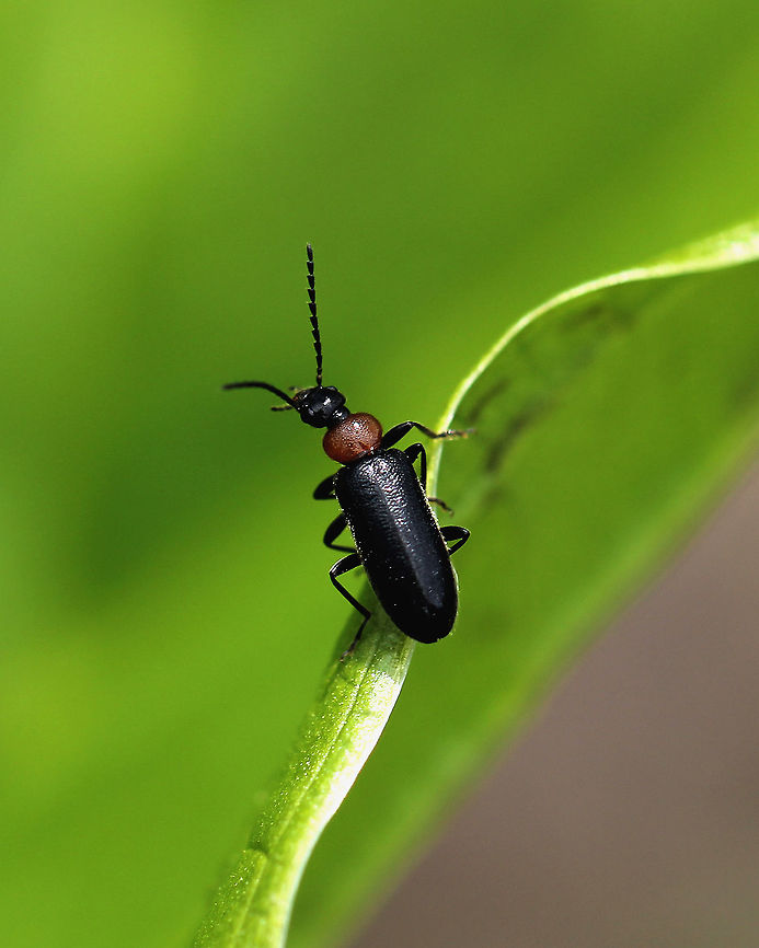 Pedilus lewisii Beetle with black head, antennae, and elytra. Thorax was reddish brown.<br />
<br />
Habitat: Edge of a deciduous forest<br />
<figure class="photo"><a href="https://www.jungledragon.com/image/57580/fire-colored_beetle_-_pedilus_lewisii.html" title="Fire-colored Beetle - Pedilus lewisii"><img src="https://s3.amazonaws.com/media.jungledragon.com/images/3232/57580_thumb.jpg?AWSAccessKeyId=05GMT0V3GWVNE7GGM1R2&Expires=1759968010&Signature=yYWtXvft%2Bys4%2FTTqEHEkMBvkm3A%3D" width="114" height="152" alt="Fire-colored Beetle - Pedilus lewisii Beetle with black head, antennae, and elytra. Thorax was reddish brown.<br />
https://www.jungledragon.com/image/71532/pedilus_lewisii.html Fire-colored Beetle,Geotagged,Pedilus,Pedilus lewisii,Spring,United States,beetle" /></a></figure> Geotagged,Pedilus,Pedilus lewisii,Spring,United States,beetle