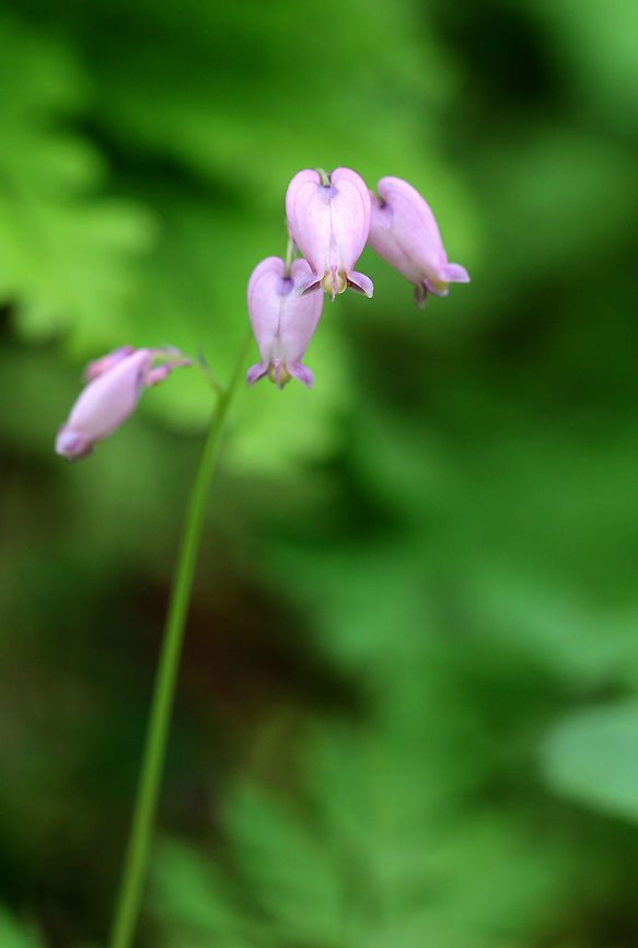 Wild Bleeding Heart - Dicentra eximia Lavender, nodding, heart-shaped flowers located above the foliage on long, leafless, leaning stems. The flower&#039;s inner petals protrude and look like a drop of blood at the bottom of each heart-shaped flower. Leaves are deeply cut and fern-like.<br />
<figure class="photo"><a href="https://www.jungledragon.com/image/56670/wild_bleeding_heart_-_dicentra_eximia.html" title="Wild Bleeding Heart - Dicentra eximia"><img src="https://s3.amazonaws.com/media.jungledragon.com/images/3232/56670_thumb.jpg?AWSAccessKeyId=05GMT0V3GWVNE7GGM1R2&Expires=1759968010&Signature=JHbVukT70YcLVftqo92JVBWNLFg%3D" width="122" height="152" alt="Wild Bleeding Heart - Dicentra eximia Lavender, nodding, heart-shaped flowers located above the foliage on long, leafless, leaning stems. The flower&#039;s inner petals protrude and look like a drop of blood at the bottom of each heart-shaped flower. Leaves are deeply cut and fern-like.<br />
https://www.jungledragon.com/image/71533/wild_bleeding_heart_-_dicentra_eximia.html<br />
https://www.jungledragon.com/image/71534/wild_bleeding_heart_-_dicentra_eximia.html Dicentra eximia,Geotagged,Spring,United States,Wild Bleeding Heart" /></a></figure><br />
<figure class="photo"><a href="https://www.jungledragon.com/image/71534/wild_bleeding_heart_-_dicentra_eximia.html" title="Wild Bleeding Heart - Dicentra eximia"><img src="https://s3.amazonaws.com/media.jungledragon.com/images/3232/71534_thumb.jpg?AWSAccessKeyId=05GMT0V3GWVNE7GGM1R2&Expires=1759968010&Signature=sj%2BlB0Oqxd4lTucEnGvomNMKNtU%3D" width="200" height="150" alt="Wild Bleeding Heart - Dicentra eximia Lavender, nodding, heart-shaped flowers located above the foliage on long, leafless, leaning stems. The flower&#039;s inner petals protrude and look like a drop of blood at the bottom of each heart-shaped flower. Leaves are deeply cut and fern-like.<br />
https://www.jungledragon.com/image/56670/wild_bleeding_heart.html<br />
https://www.jungledragon.com/image/71533/wild_bleeding_heart_-_dicentra_eximia.html Dicentra eximia,Fringed bleeding-heart,Geotagged,Spring,United States" /></a></figure> Dicentra eximia,Fringed bleeding-heart,Geotagged,Spring,United States