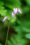 Wild Bleeding Heart - Dicentra eximia Lavender, nodding, heart-shaped flowers located above the foliage on long, leafless, leaning stems. The flower's inner petals protrude and look like a drop of blood at the bottom of each heart-shaped flower. Leaves are deeply cut and fern-like.<br />
https://www.jungledragon.com/image/56670/wild_bleeding_heart.html<br />
https://www.jungledragon.com/image/71534/wild_bleeding_heart_-_dicentra_eximia.html Dicentra eximia,Fringed bleeding-heart,Geotagged,Spring,United States
