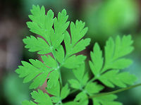 Wild Bleeding Heart - Dicentra eximia Lavender, nodding, heart-shaped flowers located above the foliage on long, leafless, leaning stems. The flower's inner petals protrude and look like a drop of blood at the bottom of each heart-shaped flower. Leaves are deeply cut and fern-like.<br />
https://www.jungledragon.com/image/56670/wild_bleeding_heart.html<br />
https://www.jungledragon.com/image/71533/wild_bleeding_heart_-_dicentra_eximia.html Dicentra eximia,Fringed bleeding-heart,Geotagged,Spring,United States