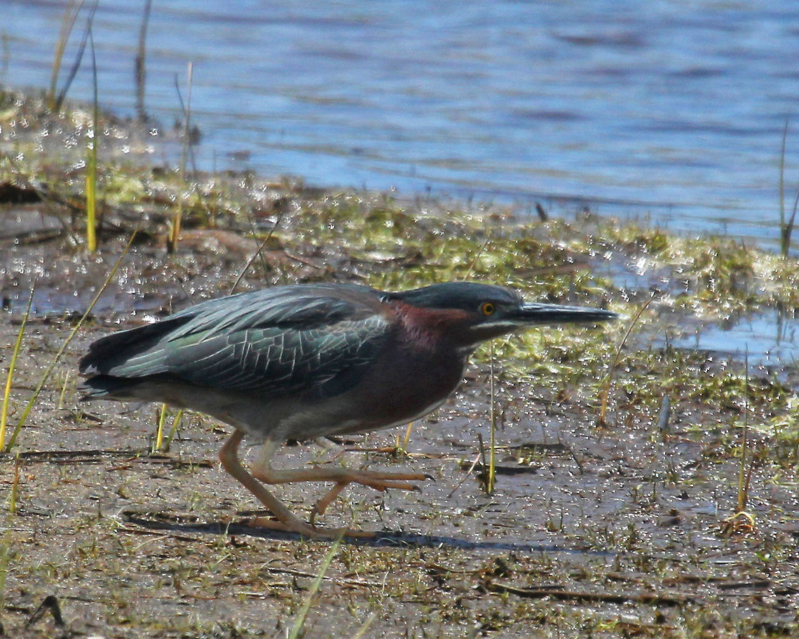 Green Heron - Butorides virescens This bird has a velvet-green back, rich chestnut body, and a dark cap often raised into a short crest.<br />
<figure class="photo"><a href="https://www.jungledragon.com/image/57260/green_heron_-_butorides_virescens.html" title="Green Heron - Butorides virescens"><img src="https://s3.amazonaws.com/media.jungledragon.com/images/3232/57260_thumb.jpg?AWSAccessKeyId=05GMT0V3GWVNE7GGM1R2&Expires=1767225610&Signature=JY4%2B%2B%2BdvVPPqq47xoHBiQkMcNjg%3D" width="200" height="138" alt="Green Heron - Butorides virescens This bird has a velvet-green back, rich chestnut body, and a dark cap often raised into a short crest.<br />
https://www.jungledragon.com/image/71535/green_heron_-_butorides_virescens.html Butorides,Butorides virescens,Geotagged,Green Heron,Green heron,Spring,United States,heron" /></a></figure> Butorides virescens,Geotagged,Green heron,Spring,United States,bird,heron