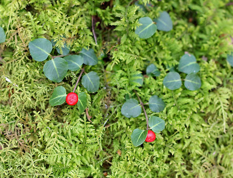 Partridge Berry - Mitchella repens 
These low evergreen plants form large mats that cover large areas of the forest floor. They have shiny, green leaves and bright red berries that have two dimples. Each partridge berry has two dimples because each berry grows from two flowers...Both flowers must be pollinated in order to develop a single red berry. So, each berry is the result of the fusion of ovaries from the pair of pollinated flowers. This results in each berry having two bright red spots on its surface. These berries are edible, but pretty flavorless. They are high in vitamin C, anthocyanins, and antioxidants. It's fun to search for them as a snack while hiking, but not very filling!
https://www.jungledragon.com/image/56345/partridge_berry.html Fall,Geotagged,Mitchella repens,Partridge berry,United States