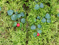 Partridge Berry - Mitchella repens <br />
These low evergreen plants form large mats that cover large areas of the forest floor. They have shiny, green leaves and bright red berries that have two dimples. Each partridge berry has two dimples because each berry grows from two flowers...Both flowers must be pollinated in order to develop a single red berry. So, each berry is the result of the fusion of ovaries from the pair of pollinated flowers. This results in each berry having two bright red spots on its surface. These berries are edible, but pretty flavorless. They are high in vitamin C, anthocyanins, and antioxidants. It's fun to search for them as a snack while hiking, but not very filling!<br />
https://www.jungledragon.com/image/56345/partridge_berry.html Fall,Geotagged,Mitchella repens,Partridge berry,United States