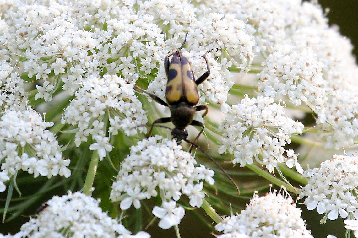 Flower Longhorn Beetle - Judolia cordifera Habitat: Small woodland meadow Geotagged,Judolia cordifera,Summer,United States,beetle,flower longhorn beetle